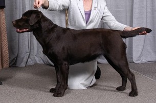 Tia takes Best of Breed in Calgary!