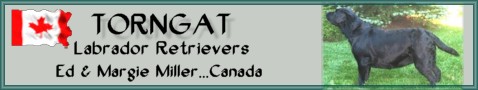 Small hobby breeder in Calgary Alberta, Canada