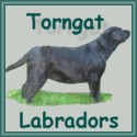 A small Canadian kennel that strives to produce beautiful Labradors with brains to work!
