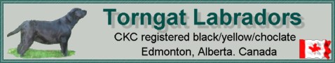 CKC registered Labradors in Calgary, Alberta. Puppies occasionally in all 3 recognized CKC colours.